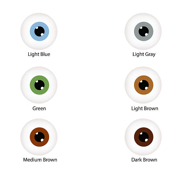 Brown Eyes Color Code Light Brown Eye Color Chart Mojo Spa's Guide To Eyeshadows