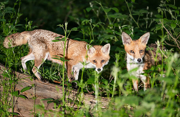 Close-up of two red foxes standing on a fallen tree in a forest
