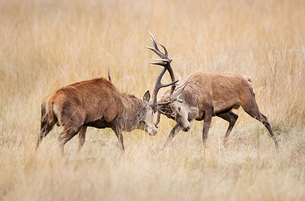 istock Two red deer stags fighting during rut in autumn 2231616864