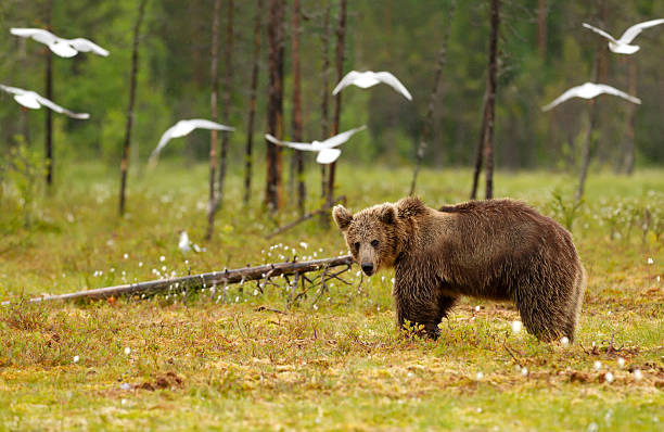 Young Eurasian brown bear standing in the forest, Finland.
