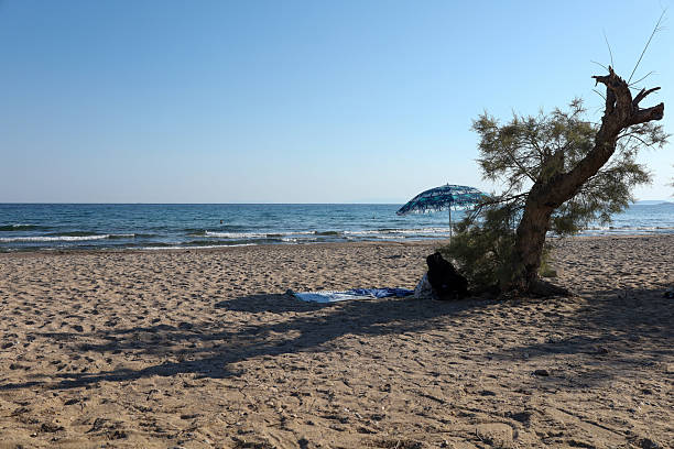 Peaceful summer beach with a leaning tree casting shade on the sand, and a colorful umbrella near the shoreline. Calm sea and clear blue sky evoke a relaxed, vacation atmosphere perfect for travel and nature themes