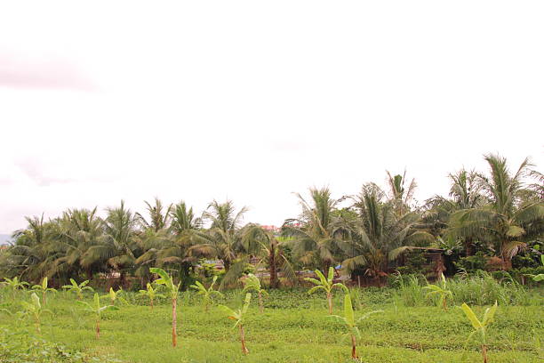 Village in rural Vietnam