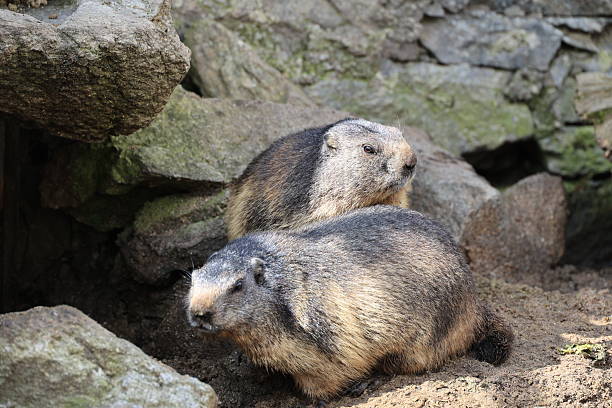 A prairie dog sits upright, gazing off into the distance with a calm, contemplative demeanor. Its round, furry body and attentive posture create a serene and almost meditative scene. The muted background highlights the subtle textures of its fur, drawing attention to the peaceful stillness of the animal in its natural habitat.