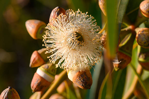 istock Bee on Eucalyptus Flower in Cyprus Sunset 2231627677