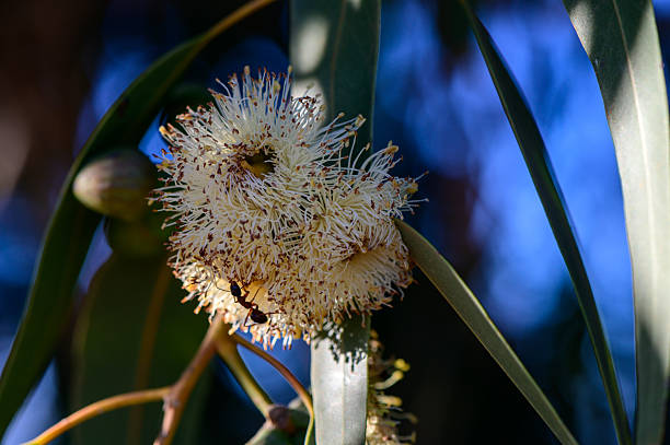 istock Ant on Eucalyptus Flower in Cyprus 2231627678