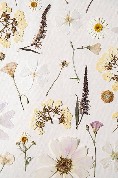 istock Many pressed dried flowers on white paper. 2231628216