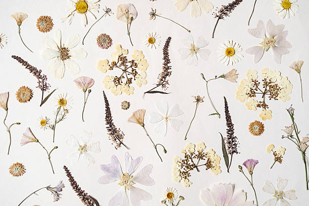 istock Pressed dried flowers on white background. Botanical collection for scrapbooking project. 2231628220