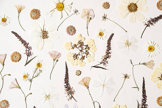 istock Dried flowers flat lay on white background. Botanical press floral art for home decor. 2231628221