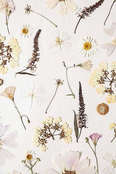 istock Various dried flowers arranged artistically on white background, forming natural, botanical pattern. 2231628222