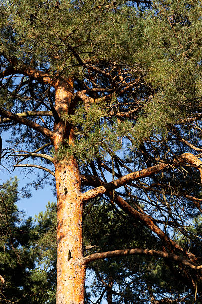 istock Close-up view of a beautiful pine tree with rich green needles. 2231628949