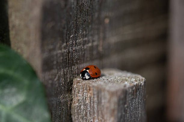 istock Seven-spotted ladybug on wooden post 2231633147