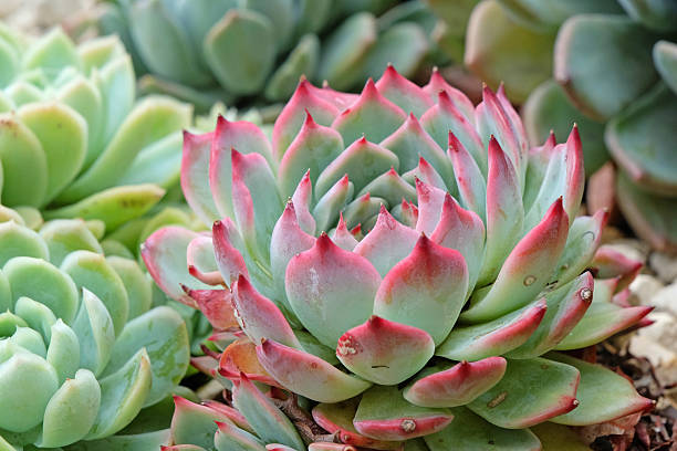 Grey and pink Echeveria elegans succulent, also known as a mountain rose.