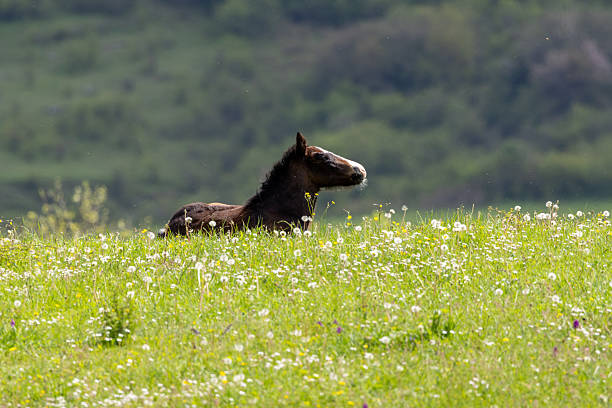 Horses on flowery meadows