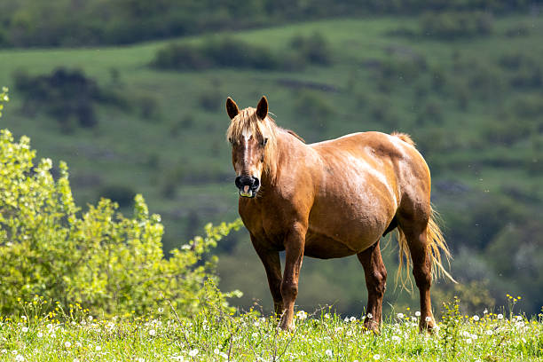 Horses on flowery meadows
