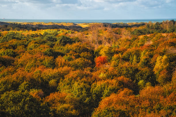 Aerial view of hills covered with dark mixed pine and lush forest with green and yellow trees canopies in autumn mountain woods at sunset. Beautiful autumnal evening landscape