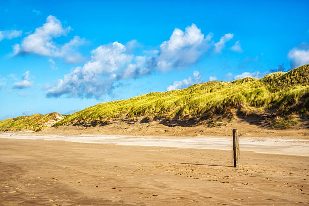 Grassy sandy dunes along sand beach and sea under a blue cloudy sky in  bright sunlight in summer, Walcheren, Zeeland, the Netherlands, July, 2024