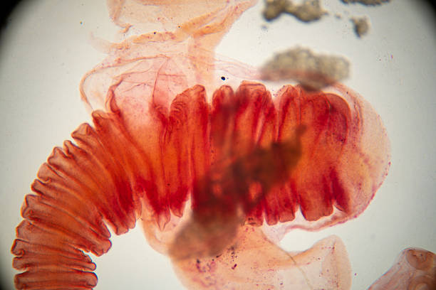 istock Close-up of a red biological specimen under microscope 2231638205