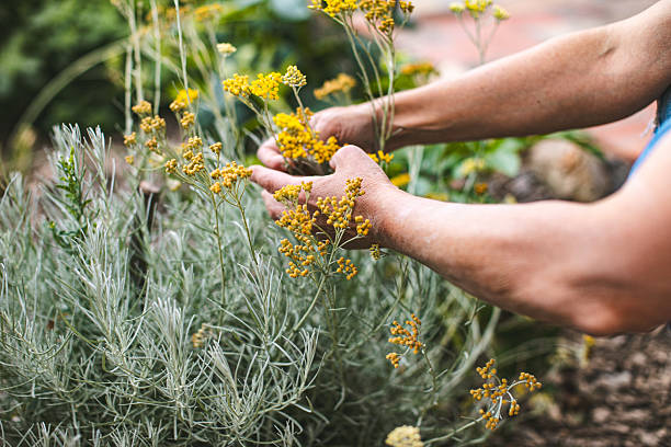 istock Harvesting immortelle (Helichrysum italicum) in biodynamic garden 2231638444