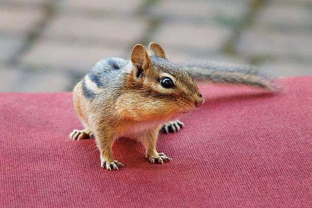 Squirrel eats an almond while sitting atop an Adirondack chair in Banff, Canada