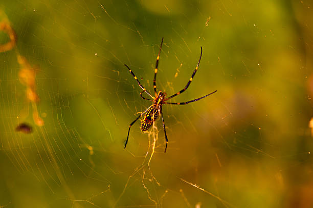 Colorful nephila clavata spider on its web. South Korea. High quality photo