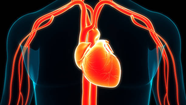 istock Human Circulatory System Heart Anatomy 2231641713