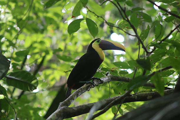 istock Chestnut-mandibled Toucan / Swainson's Toucan 2231643443