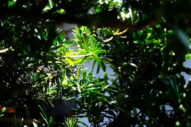 istock Low angle of the tree against the blue sky background. Full of tree branches and tree green leaves. Looking up to the trees. 2231643545