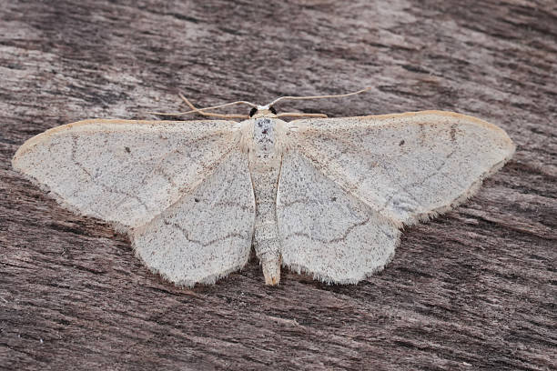 istock Closeup on a Riband Wave geometer moth, Idaea aversata, with spread wings 2231644057