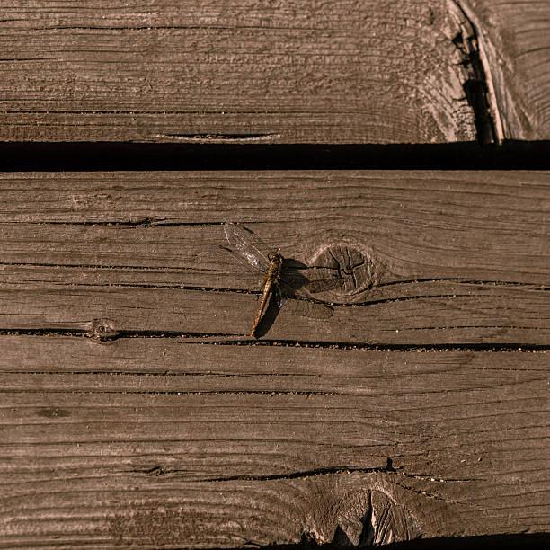 Close-up of a dragonfly resting on a weathered wooden surface with visible texture and cracks. Natural warm lighting highlights the details of the insect and the wood grain, creating a calm and natural atmosphere. Perfect for nature, insect, and texture-themed projects.