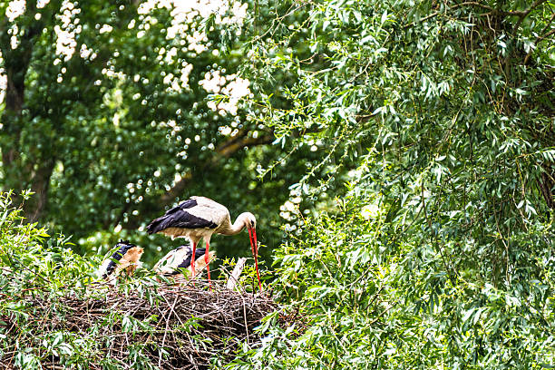 The big nest of the white storks family with young chicks built on the high pole against the cloudy sky. High quality photo