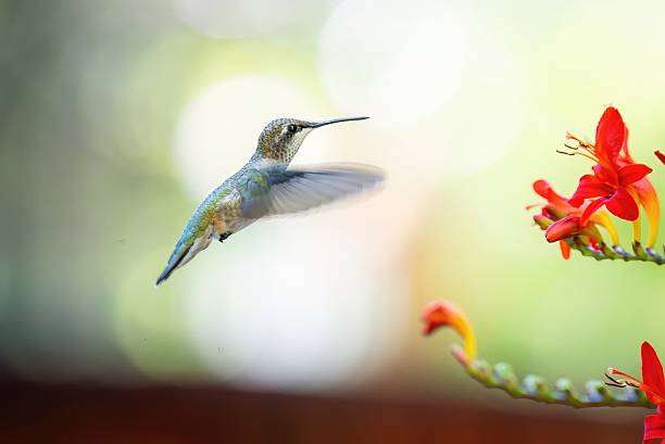 istock Hummingbird Ruffle Flower Bright Bokeh 2231645993