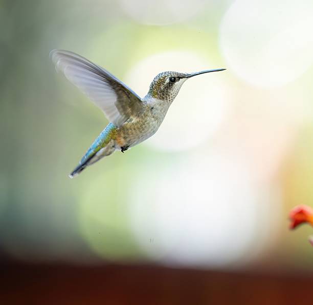 Graceful hummingbird in flight approaching red blossoms, highlighted against a glowing green bokeh background with circular light spots. Great for illustrating concepts of beauty in nature, energy, freedom, and wildlife photography.