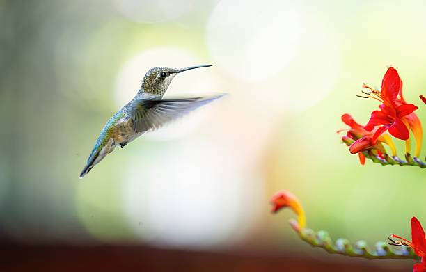istock colibri volant fleur bokeh lumineux 2231646020
