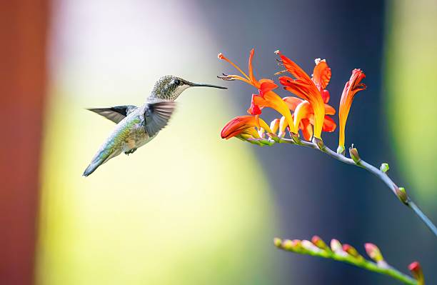 istock Hummingbird Ruffle Flower Bright Bokeh 2231646022
