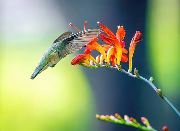 istock colibri volant fleur bokeh lumineux 2231646041