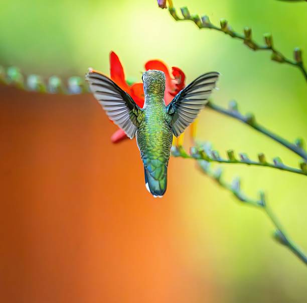 Graceful hummingbird in flight approaching red blossoms, highlighted against a glowing green bokeh background with circular light spots. Great for illustrating concepts of beauty in nature, energy, freedom, and wildlife photography.