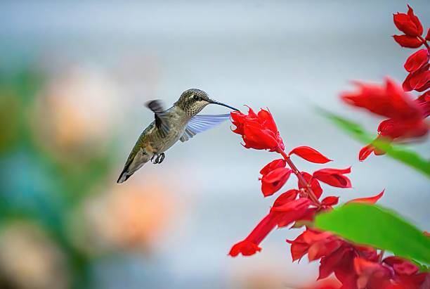 istock colibri volant fleur bokeh lumineux 2231646681