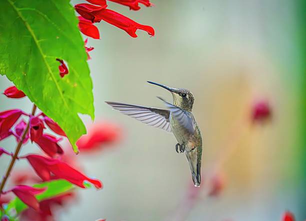 istock colibri volant fleur bokeh lumineux 2231646717
