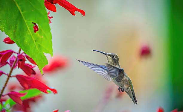 istock colibri volant fleur bokeh lumineux 2231646734