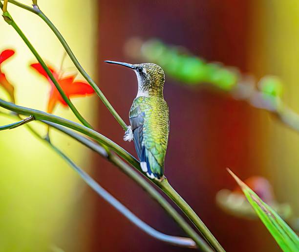 Graceful hummingbird in flight approaching red blossoms, highlighted against a glowing green bokeh background with circular light spots. Great for illustrating concepts of beauty in nature, energy, freedom, and wildlife photography.