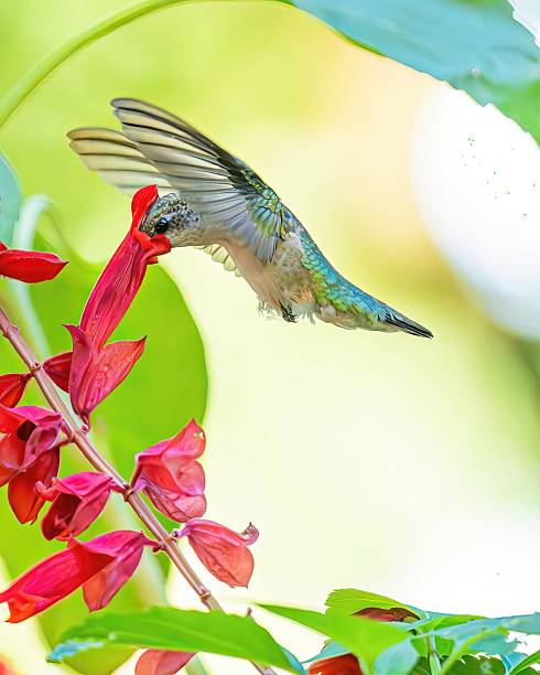Graceful hummingbird in flight approaching red blossoms, highlighted against a glowing green bokeh background with circular light spots. Great for illustrating concepts of beauty in nature, energy, freedom, and wildlife photography.