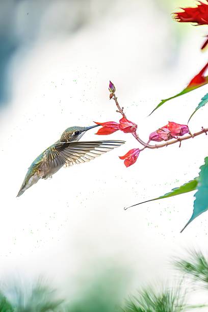Graceful hummingbird in flight approaching red blossoms, highlighted against a glowing green bokeh background with circular light spots. Great for illustrating concepts of beauty in nature, energy, freedom, and wildlife photography.