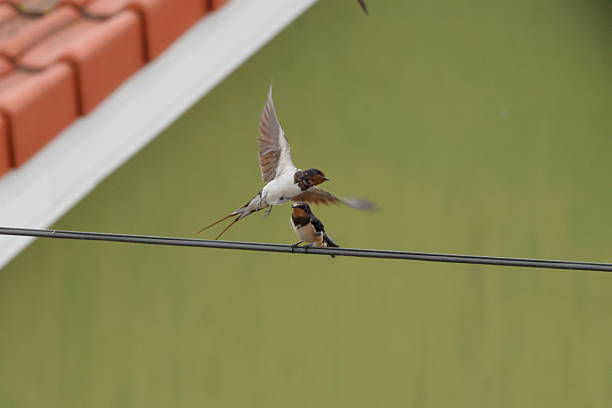 Little bird is standing on line with cloudy blue sky background.\nCopenhagen - Denmark.