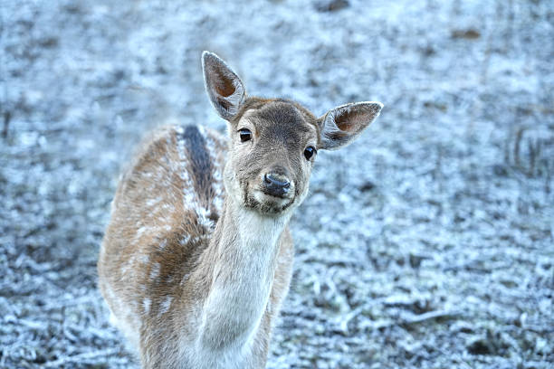 A curious young deer with snow on its nose standing in a serene, snow-covered forest, with a rustic wooden cabin in the background. Captures the peaceful essence of winter wildlife.