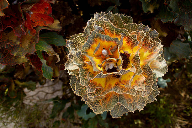View from above on a Hakea victoria plant in natural habitat in Southwest Western Australia