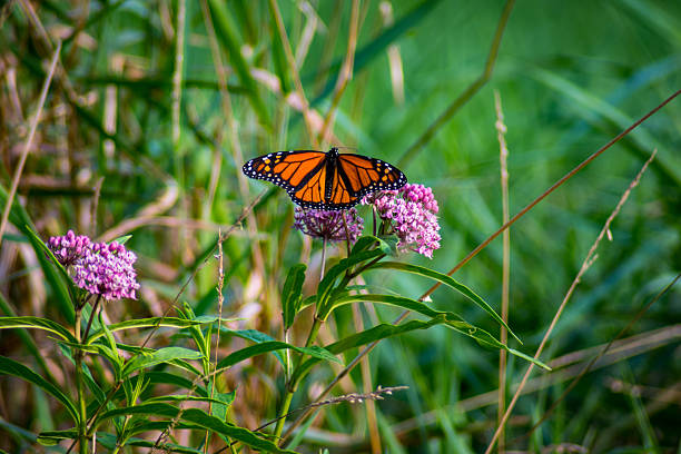 Monarch butterfly on swamp milkweed