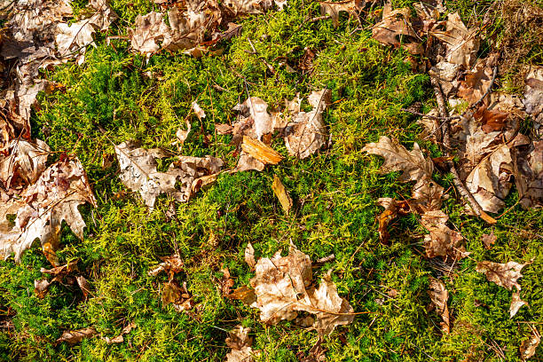 Scene in a nature reserve near Zutendaal, Belgium