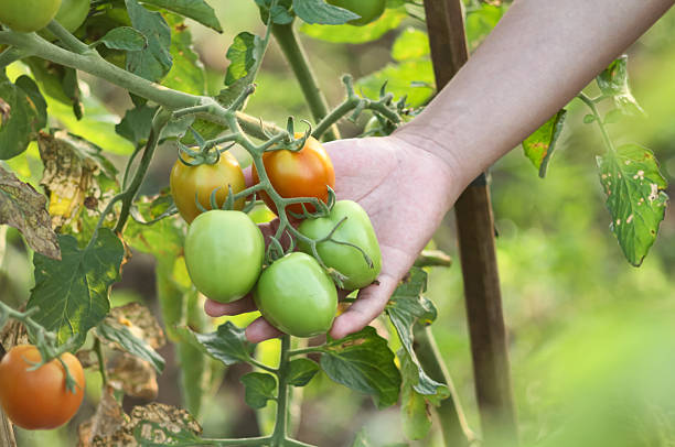 A photo of a hand holding a tomato still on the tree. The tomato looks very fresh.