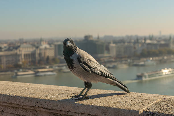 Side view body and front view head of hooded crow bird perched on stone ledge overlooking Buda and Danube river, Budapest Hungary.