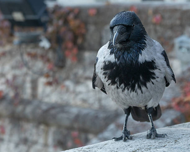 One front view hooded crow bird perched on stone ledge, Budapest Hungary.